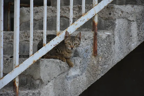 Hermoso Sin Hogar Gato Aire Libre — Foto de Stock