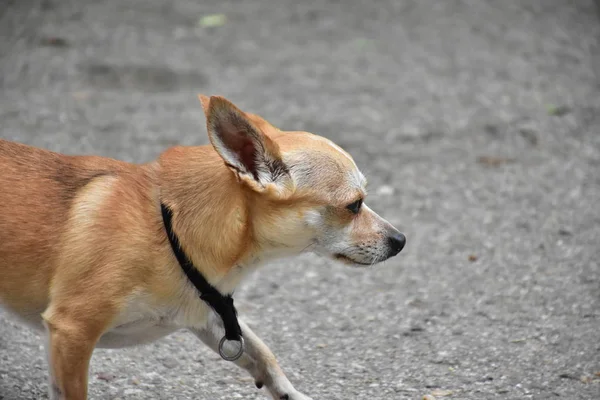 Chien Chihuahua Bronzer Photographie Olovedog1 133295066