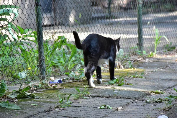 无家可归的猫吃特写 — 图库照片