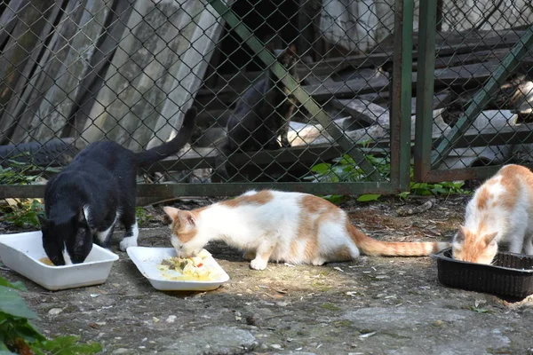 Gatos Sin Hogar Comiendo Aire Libre — Foto de Stock