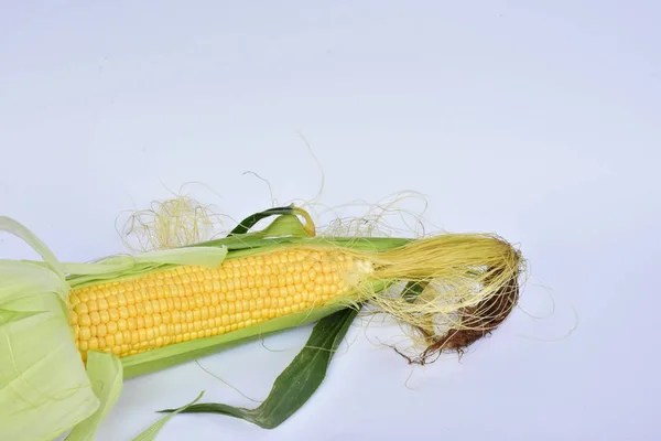 Спелые Кукурузы Заднем Плане — стоковое фото