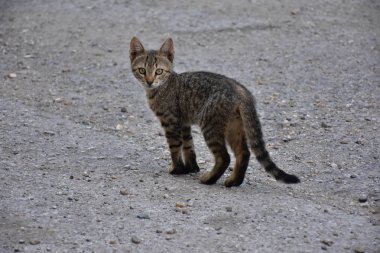 güzel evsiz kedi açık havada 