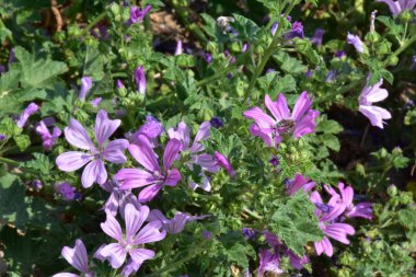 Manzaranın arka planında güzel çiçekler,