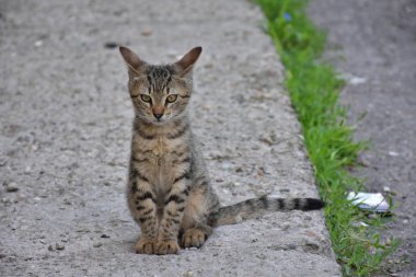 güzel evsiz kedi açık havada 
