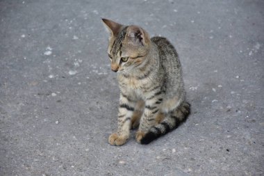 Güzel ve pofuduk bir kedi.,
