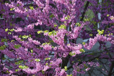 Güzel renkli çiçekler ve bir bahçe.,