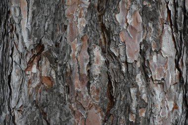 güzel ahşap arkaplan ve doku