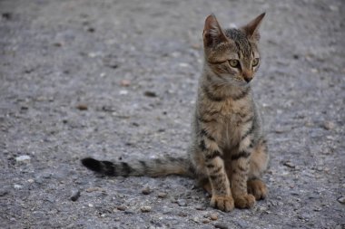 güzel evsiz kedi açık havada 