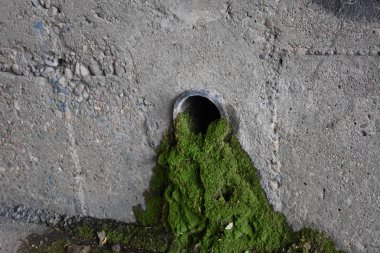 Duvarda yeşil yosun,