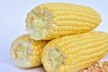 ham Mısır başkanları ve tohum 