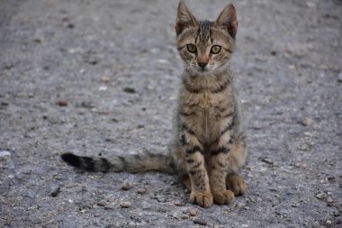 güzel evsiz kedi açık havada 
