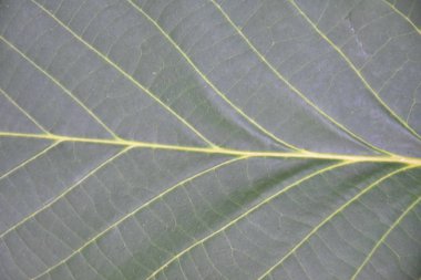 yeşil yaprak dokusu, kapat, yaprağın makro görüntüsü 