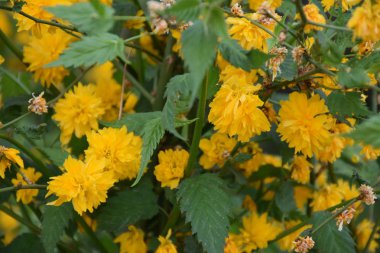 Güzel sarı çiçekler ve bir bahçe,