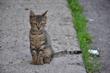 güzel evsiz kedi açık havada 