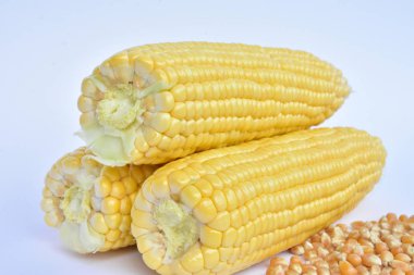 ham Mısır başkanları ve tohum 