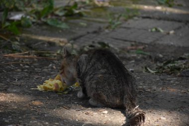 evsiz kedi yakın yemek 