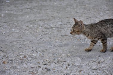 güzel evsiz kedi açık havada 