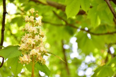 Ağaçtaki güzel çiçekler,