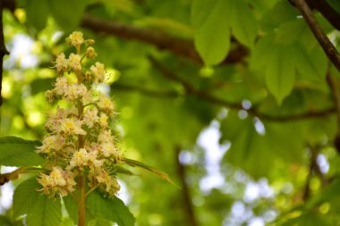 Ağaçtaki güzel çiçekler,