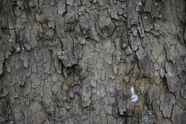 Bellissimo Sfondo Legno Texture — Foto Stock