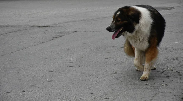 Старый Бездомный Пес Улице — стоковое фото