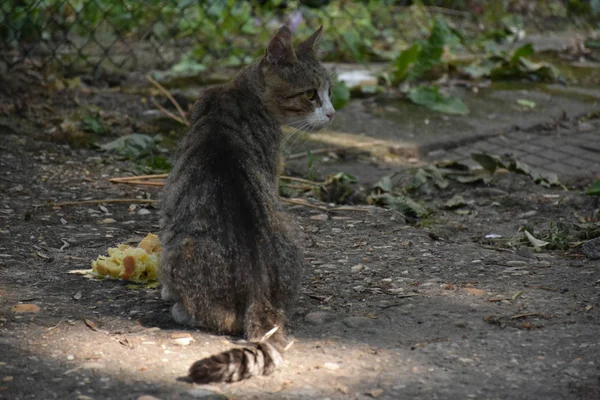 노숙자 고양이 — 스톡 사진
