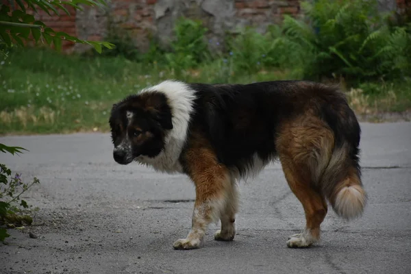 Vieux Chien Sans Abri Extérieur — Photo