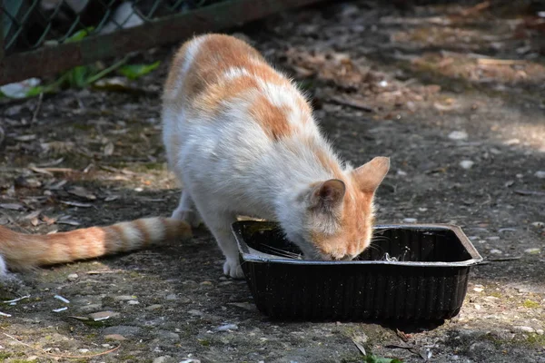 Sem Teto Gato Comer Perto — Fotografia de Stock