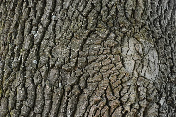 Mooie Houten Achtergrond Textuur — Stockfoto