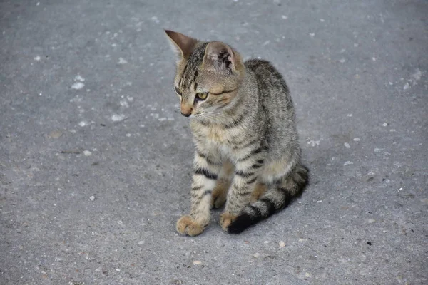 Hermoso Esponjoso Gato Calle — Foto de Stock