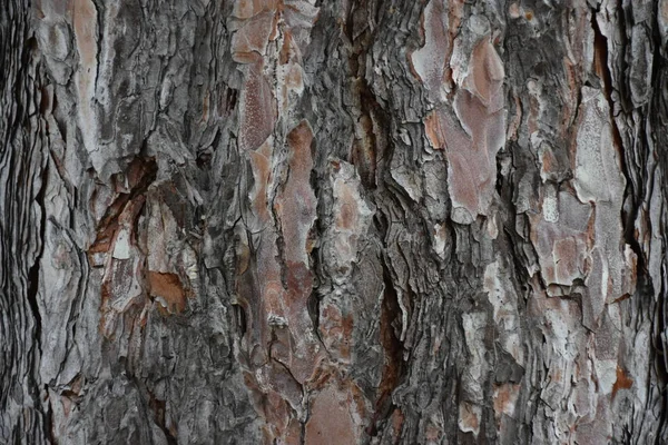 Красивый Деревянный Фон Текстура — стоковое фото