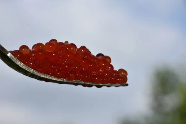 Rode Kaviaar Uit Vis — Stockfoto