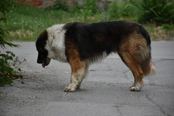 Старый Бездомный Пес Улице — стоковое фото