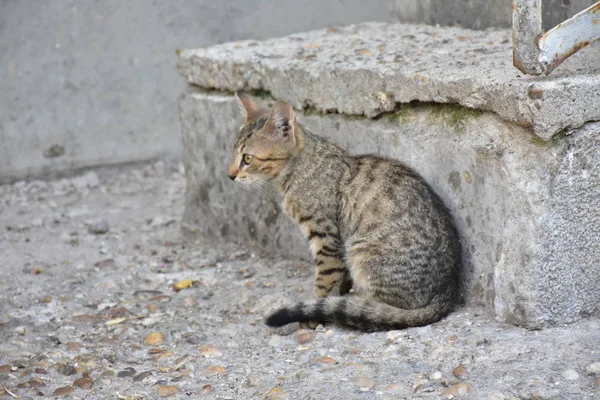 屋外の美しいホームレス猫 — ストック写真