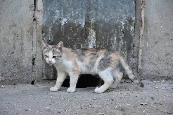 Hermoso Sin Hogar Gato Aire Libre — Foto de Stock