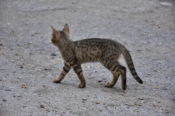 Mooie Dakloze Kat Buitenshuis — Stockfoto