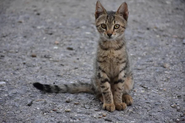 güzel evsiz kedi açık havada 