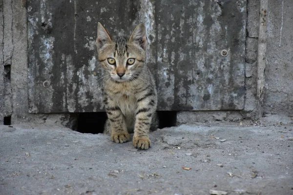 Hermoso Esponjoso Gato Calle — Foto de Stock