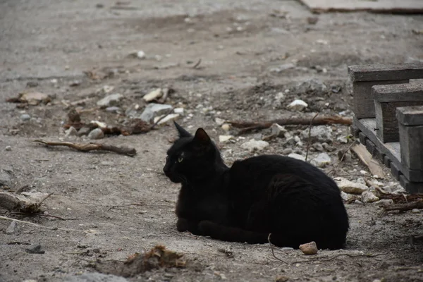 Hermoso Esponjoso Gato Calle — Foto de Stock