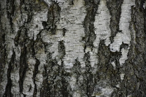 Beautiful Wooden Background Texture — Stock Photo, Image