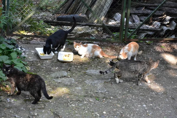 Gatos Sin Hogar Comiendo Aire Libre — Foto de Stock