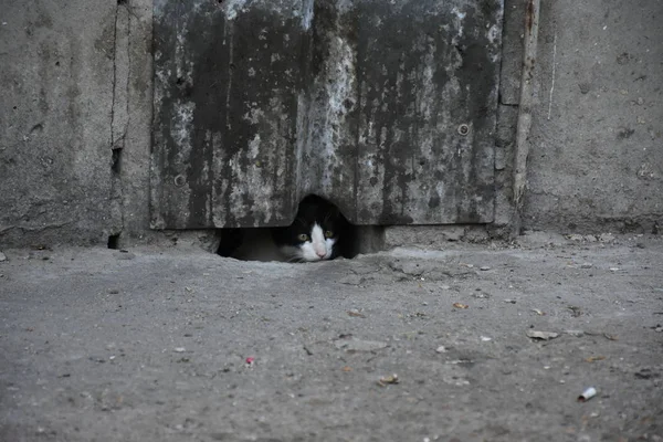 Hermoso Sin Hogar Gato Aire Libre — Foto de Stock