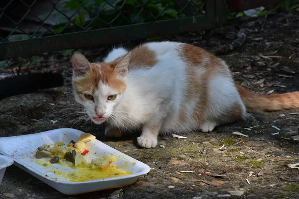 无家可归的猫吃特写 — 图库照片