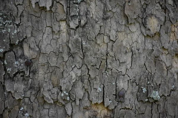 Hermoso Fondo Madera Textura —  Fotos de Stock