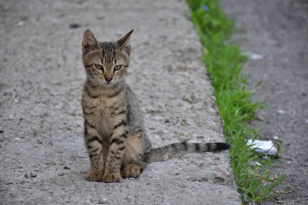 Bello Gatto Senzatetto All Aperto — Foto Stock