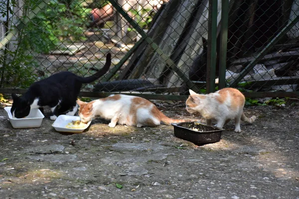 Gatos Sin Hogar Comiendo Aire Libre — Foto de Stock