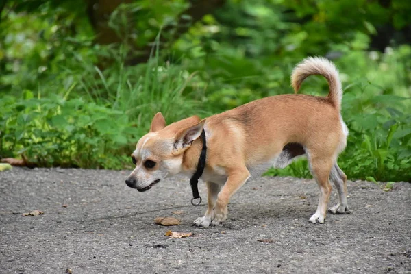 Küçük kızıl saçlı bir köpek.