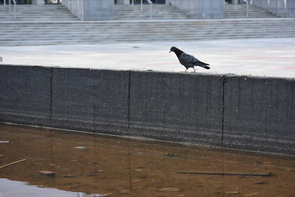 Pigeon Bird Concrete Fence Outdoors — 스톡 사진