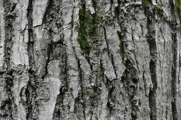 Stone Texture Background Close — Stock Photo, Image