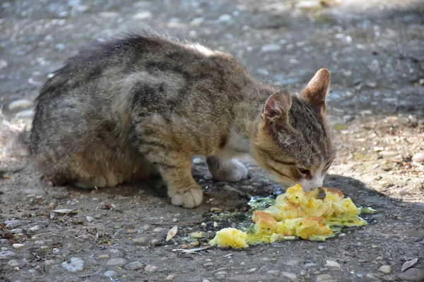 无家可归的猫吃特写 — 图库照片